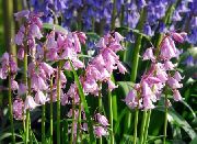 różowy Endymion Kwiaty ogrodowe zdjęcie