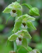 foto verde Fiore Palude Helleborine, Palude Epipactis