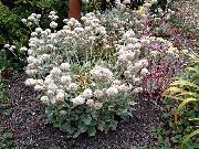 hvid Boghvede Have Blomster foto