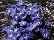 mavi Arktik Unutma Beni Değil, Alpin Unutmak-Me-Not Bahçe çiçekleri fotoğraf