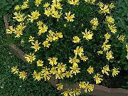 jaune Bush Marguerite, Euryops Verts Fleurs Jardin photo