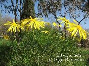 foto amarelo Flor Arbusto De Margarida, Euryops Verdes