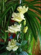 fotografie žltá Kvetina Prérie Horec, Lisianthus, Texas Bluebell
