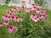 foto rosa Flor Coneflower, Coneflower Oriental