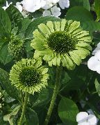 მწვანე Coneflower, აღმოსავლეთ Coneflower ბაღის ყვავილები ფოტო