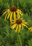 jaune Échinacée, Échinacée Orientale Fleurs Jardin photo
