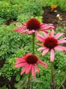 foto vermelho Flor Coneflower, Coneflower Oriental