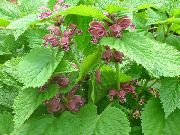 różowy Jasnota Kwiaty ogrodowe zdjęcie