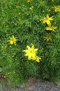 żółty Bylina Coreopsis Kwiaty ogrodowe zdjęcie