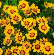 foto apelsin Blomma Tickseed