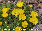 żółty Delosperma Kwiaty ogrodowe zdjęcie
