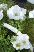 თეთრი გვირგვინი Windfower, ბერძნული Windflower, ყაყაჩოს Anemone ბაღის ყვავილები ფოტო