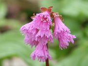 fotoğraf Schizocodon Soldanelloides çiçek