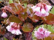 foto vit Blomma Schizocodon Soldanelloides