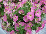 rosa Petunien Unia Garten Blumen foto