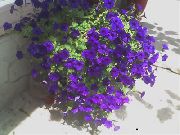 modrý Petúnie Fortunie Zahradní květiny fotografie