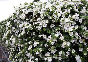 blanc Bacopa (Sutera) Fleurs Jardin photo