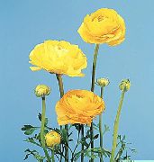 fotoğraf sarı çiçek Ranunculus, Farsça Çiçeği, Türban Çiçeği, Farsça Crowfoot