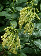 sarı Cape Fuşya Bahçe çiçekleri fotoğraf