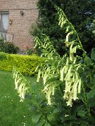 biały Figelius Kwiaty ogrodowe zdjęcie