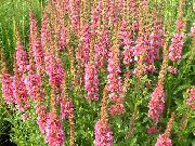 foto Kattestaart, Wand Kattenstaart Bloem