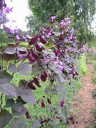 foto Ruby Gloed Hyacint Bean Bloem