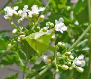 bilde hvit Blomst Ballong Vine, Elsker I En Puff, Heartseed