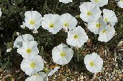 ფოტო თეთრი ყვავილების ადგილზე დილით დიდება, ბუშის დილით დიდება, Silverbush