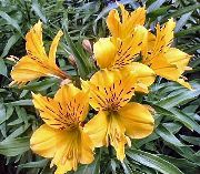 foto Alstroemeria, Peruviaanse Lelie, Lelie Van De Inca's Bloem