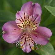 mynd lilac Blóm Alstroemeria, Peruvian Lily, Lily Inkanna