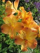 appelsína Alstroemeria, Peruvian Lily, Lily Inkanna Garður blóm mynd