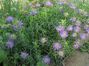 foto lila Blomma Horned Rampion