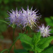 foto lila Blomma Horned Rampion
