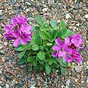 rosa Vagga Cress Trädgård blommor foto