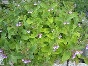      (, ) , Calamintha officinalis