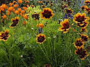 foto Burridges Greenthread, Burridge's Groen-Thread Bloem