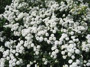 kuva valkoinen Kukka Sneezewort, Sneezeweed, Brideflower