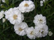 kuva valkoinen Kukka Sneezewort, Sneezeweed, Brideflower