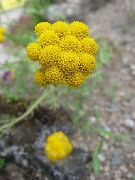 foto Geel Ageratum, Gouden Ageratum, Afrikaans Madeliefje Bloem