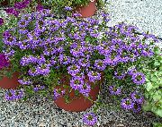 foto Fairy Fan Flower Bloem