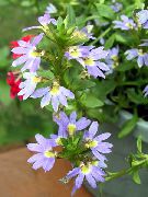 фото көктегі Гүл Scaevola