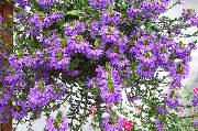 purpurowy Scaevola Kwiaty ogrodowe zdjęcie