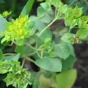 მწვანე კურდღელი ყური, Roundleaf Thorow ცვილი, Thoroughwax ბაღის ყვავილები ფოტო