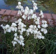 beyaz Pamuk Otu Bahçe çiçekleri fotoğraf