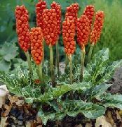 zaļš Arum Italicum Dārza Ziedi foto