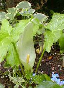 foto zaļš Zieds Arum Italicum