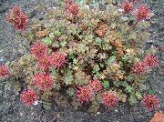 foto Nieuw-Zeeland Braam Bloem