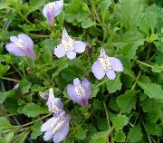 foto lilás Flor Mazus