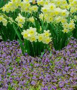 foto lilás Flor Mazus