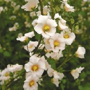 розе Маска Цвет  фотографија